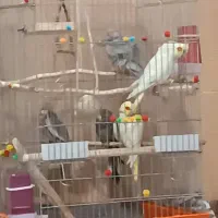 عروس هلندی|پرنده|دورود, |دیوار