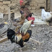 ۳ عدد خروس