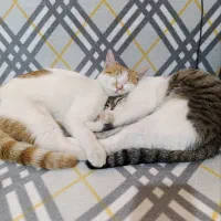 گمشده، مژدگانی 2 میلیون|حیوانات|ایرانشهر, |دیوار