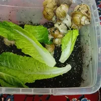 تعدادی حلزون آلبینو با قیمت مناسب