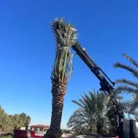 بریدن نخل قطع نخل هرس کردن نخل استاد نخل|خدمات باغبانی و درختکاری|اهواز, نادری|دیوار