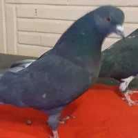 کبوتر های فروشی