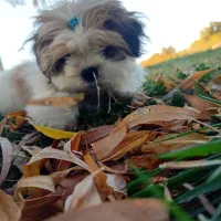 سگ سوپر فلت