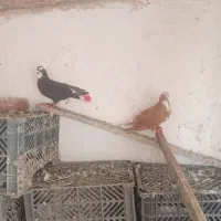 ساری عرب وقته عرب|پرنده|مراغه, |دیوار