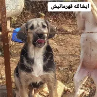 پژدر سه ماهه|سگ|اردبیل, |دیوار