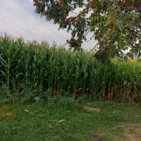 ذرت علوفه ای