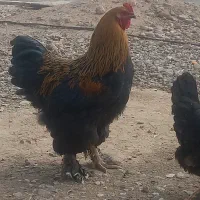 جفت قو غاز تخم گذار.. جفت برهما اصل