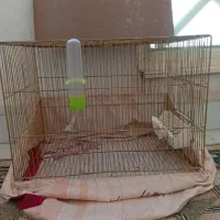 قفس قناری|لوازم جانبی حیوانات|محمدشهر, شهرک پیام (مهرالبرز)|دیوار
