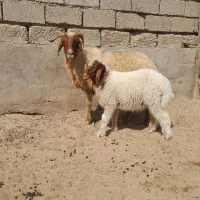 گوسفند مطفل