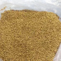 بذریونجه