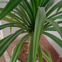 گل پاندانوس بزرگ