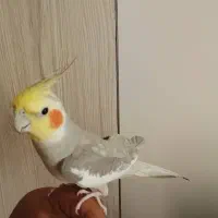 عروس هلندی سخنگو|پرنده|تهران, شهرک طالقانی|دیوار