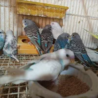 جوجه مرغ عشق