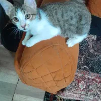 واگذاری گربه|گربه|رباطکریم, رباطکریم|دیوار