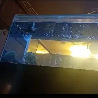 اکواریوم|لوازم جانبی حیوانات|کرمان, |دیوار