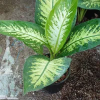 دیفن باخیا|گل و گیاه طبیعی|شلمان, |دیوار