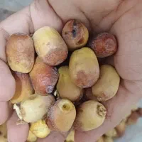 خرمای خشک ،قصب و شاهانی|خوردنی و آشامیدنی|بندرعباس, |دیوار