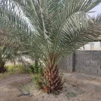 فوروش باغ پیارم