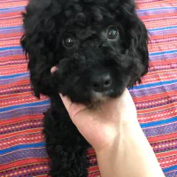 سگ پودل|سگ|کرج, ملک‌آباد|دیوار