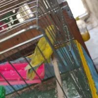 طوطی برزیلی|پرنده|الوند, |دیوار