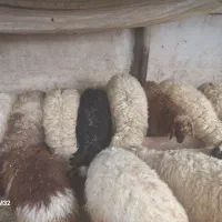 14راس بره|حیوانات مزرعه|حمیل, |دیوار