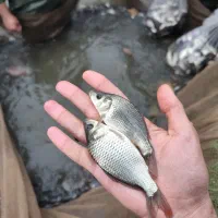 انواع بچه ماهی کپور آمور گرمابی|ماهی|تهران, ترمینال غرب|دیوار