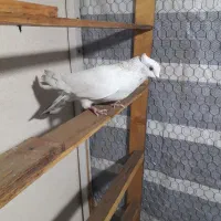 کبوتر نر تهرونی