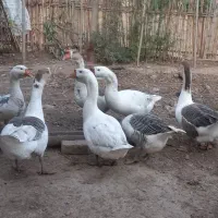 قو غاز ۶ ماهه|حیوانات مزرعه|خان ببین, |دیوار