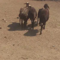 میش ابستن