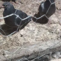 فروش دوعدد جوجه کبوتر|پرنده|برازجان, |دیوار