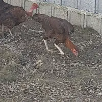 فروش کلی و جزعی جوجه مرغ و اردک