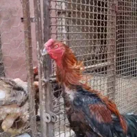 خروس لاری تاج مهر