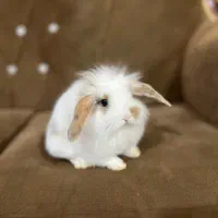 بچه خرگوش لوپ