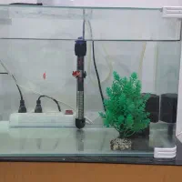 اکواریوم|ماهی|میناب, |دیوار