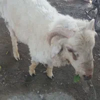 گوسفند