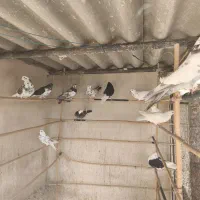 کبوتر خوب|پرنده|سمنان, |دیوار