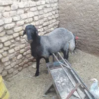 بره نر افشار