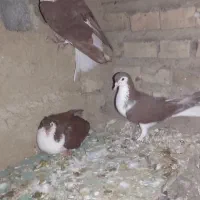 کبوتر|پرنده|گنبد کاووس, |دیوار