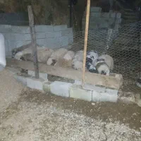 فروش بره گوسفند نر و ماده|حیوانات مزرعه|تالش, هشتپر|دیوار