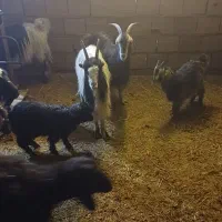 بز و بزغاله|حیوانات مزرعه|لواسان, |دیوار