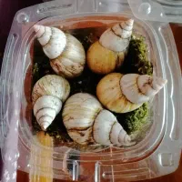 حلزون البینو