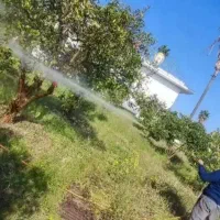 سم پاشی انواع درخت های میوه