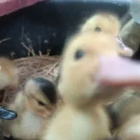 جوجه اردک|حیوانات مزرعه|آستارا, |دیوار