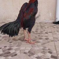 خروس لاری دوسال سه دانگ و یک عدد مرغ سفید