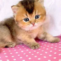 زیبایی و کیفیت در گربه های مجموعه میومیو