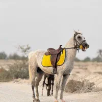 اسب