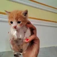 واگذاری رایگان بچه گربه تحتنظرانجمنحمایتازحیوانات|گربه|زاهدان, |دیوار