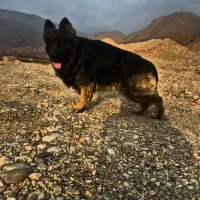 ژرمن شولاین کینگ وارداتی کشش جفت