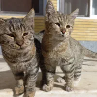 بچه گربه خانگی|گربه|لنجان, |دیوار