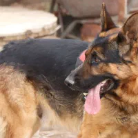 گمشده در حوالی روستای فرخ
